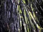 Amazon Bamboo