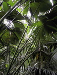 Amazon Ferns