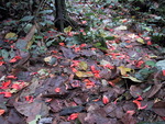 Amazon Jungle Floor