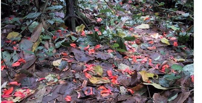 Amazon Jungle Floor